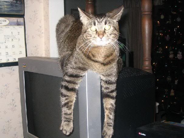 [PokeCommunity.com] Pictures of Your Pets