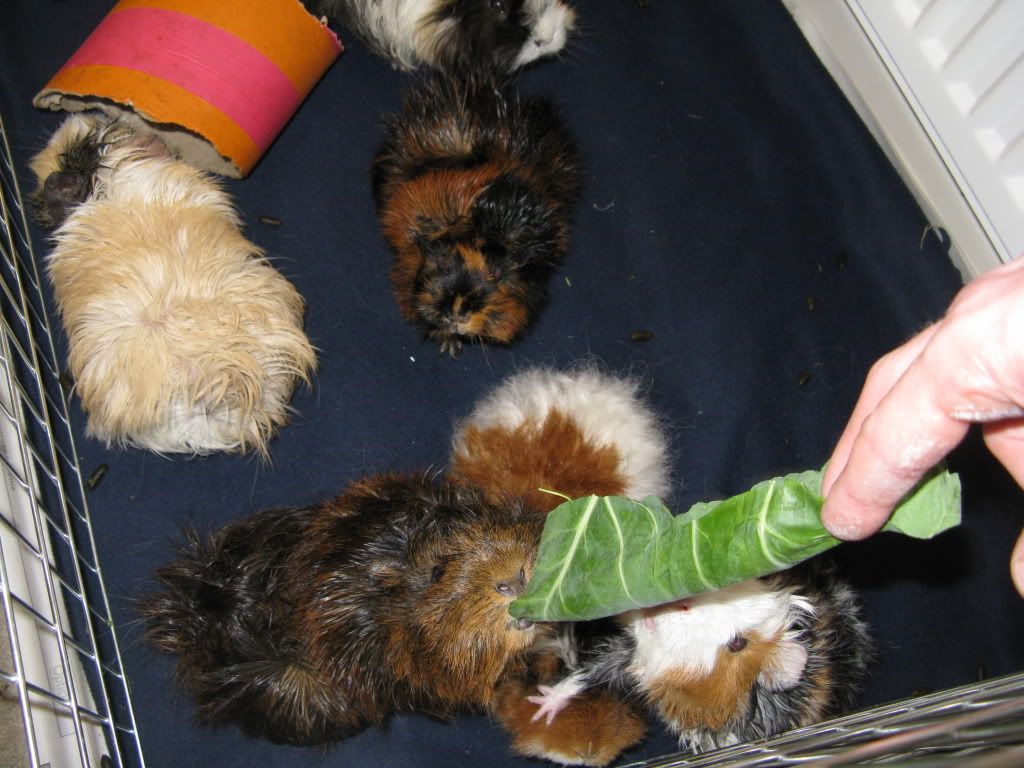 PigoosandCas004.jpg