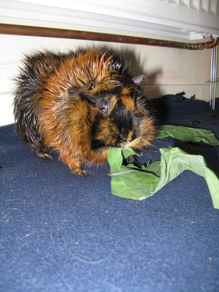 PigoosandCas006.jpg
