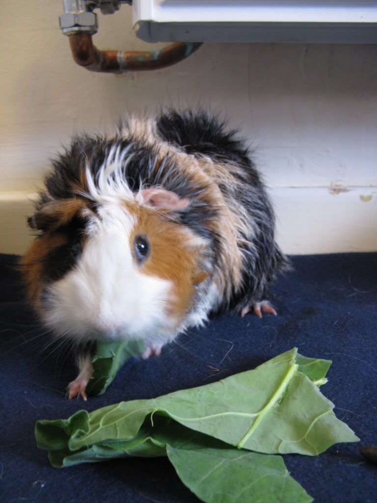 PigoosandCas007.jpg