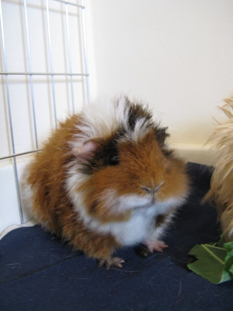 PigoosandCas009.jpg