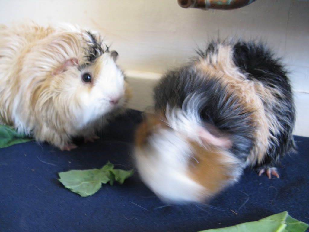 PigoosandCas010.jpg