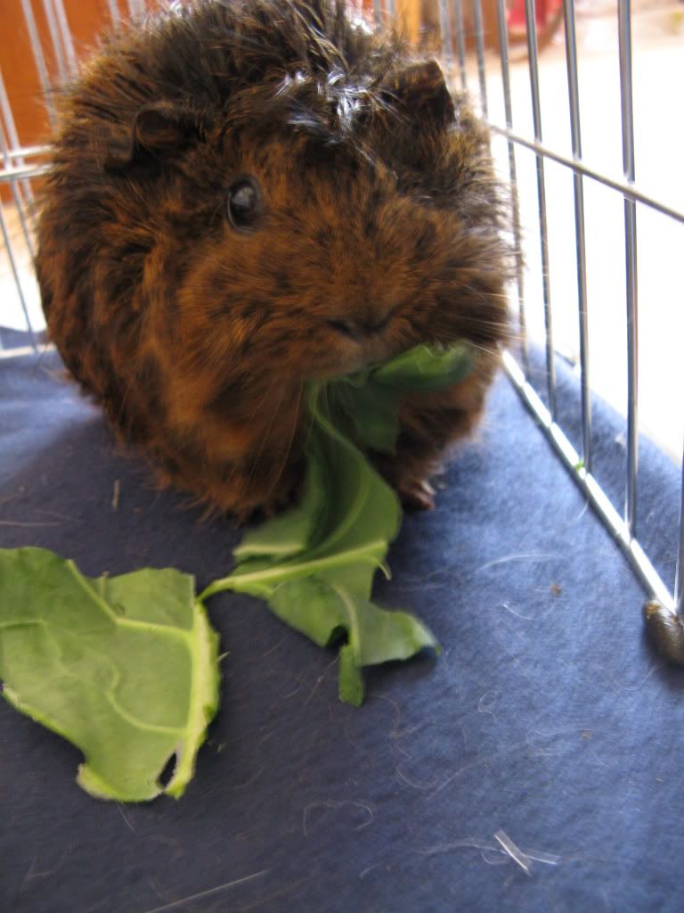 PigoosandCas012.jpg