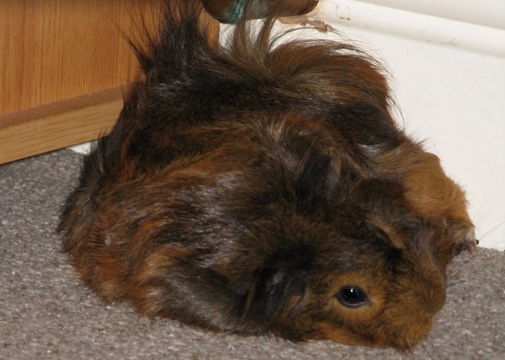 SleepyBelle.jpg