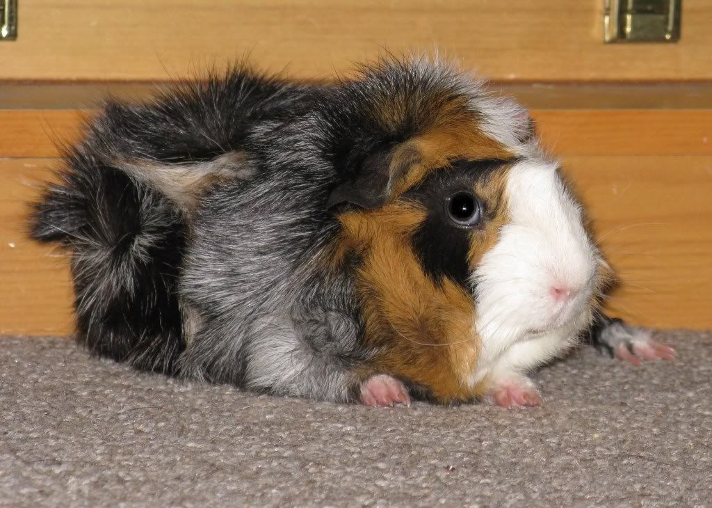 SleepyWinnie.jpg