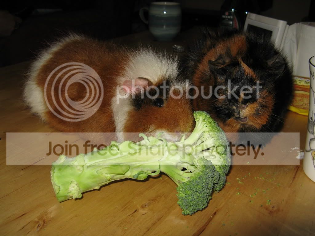 early2010055.jpg