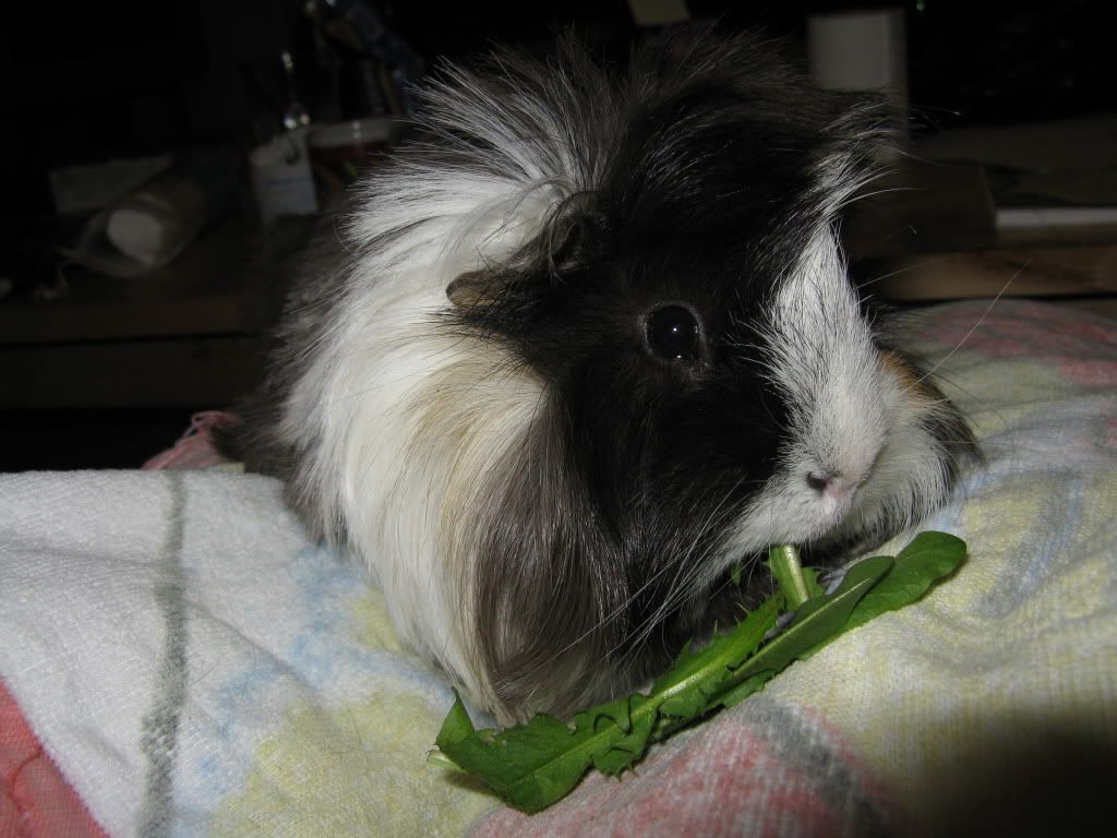 piggies031.jpg