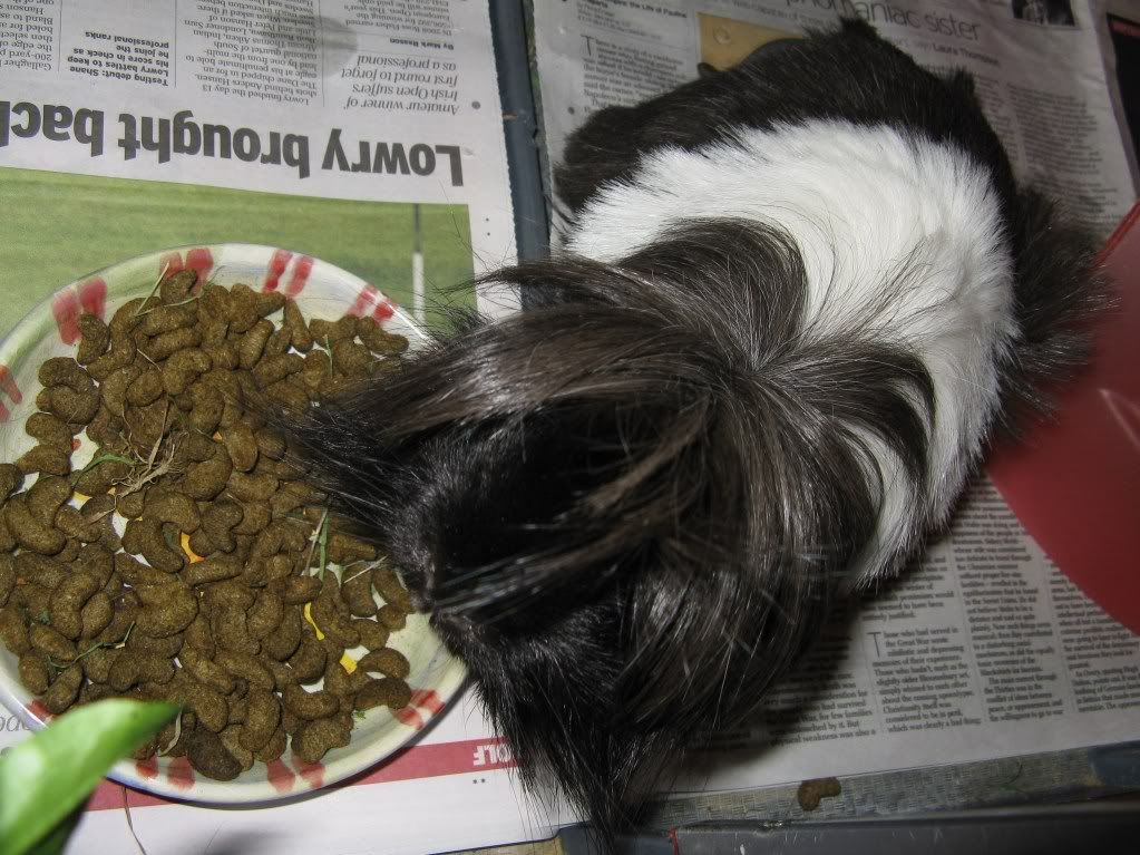 piggies044.jpg