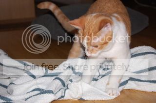 DSC_0098.jpg